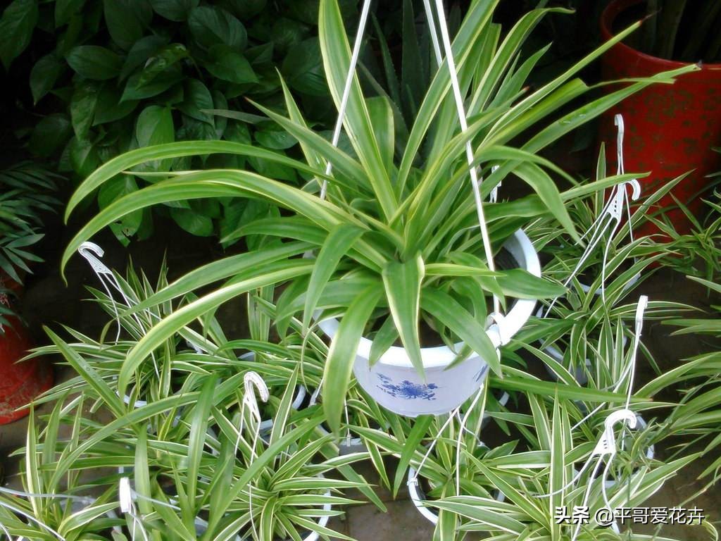 新房除甲醛哪种植物最好最有效,什么树除甲醛效果最好最快