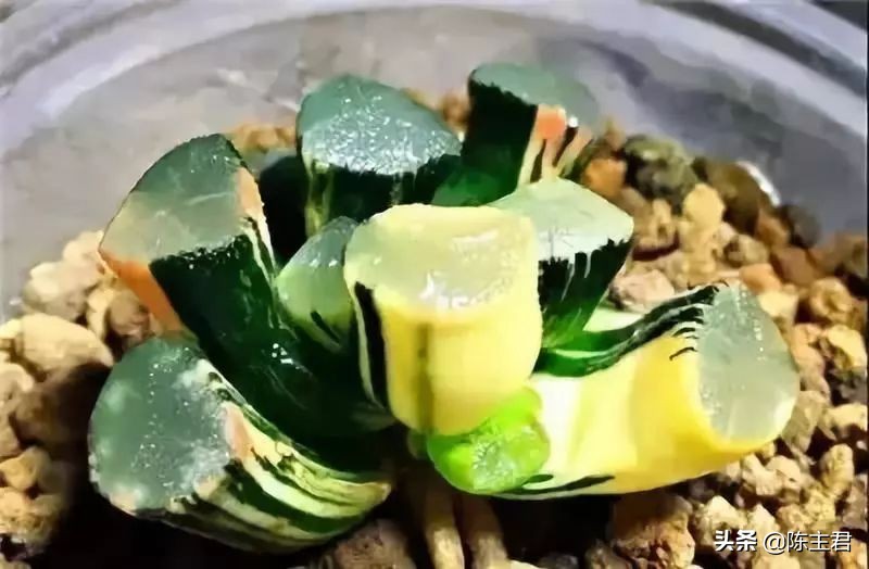 十大最贵法师多肉排行榜,玉露多肉最贵多少钱一棵