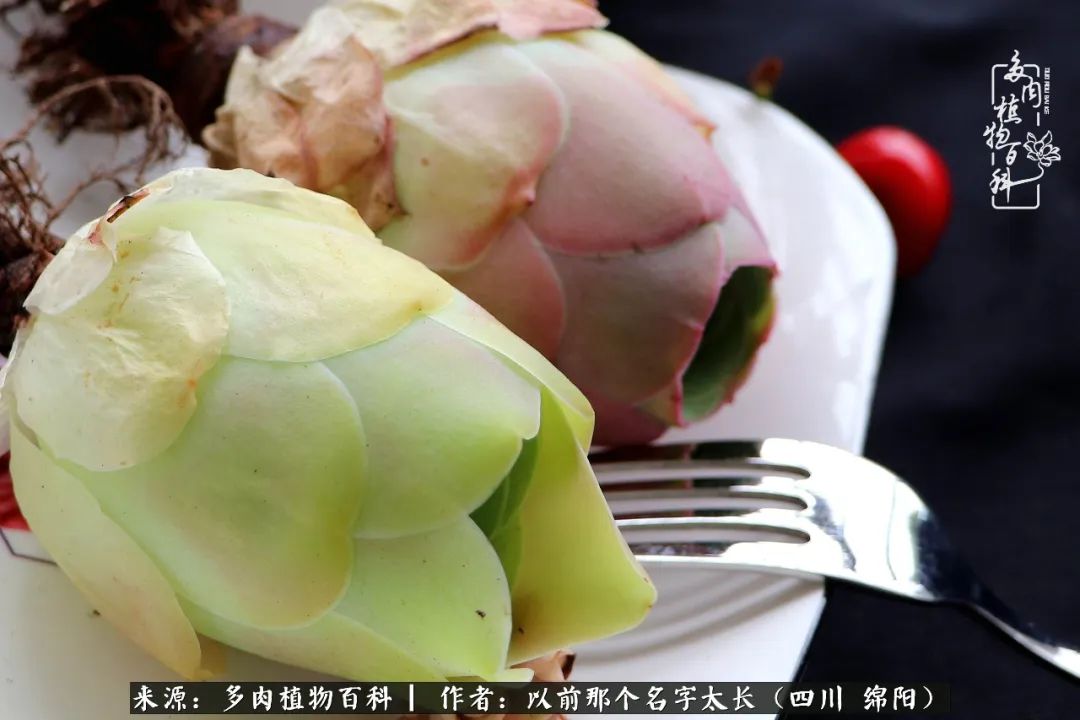 山地玫瑰夏天,山地玫瑰花怎么玩