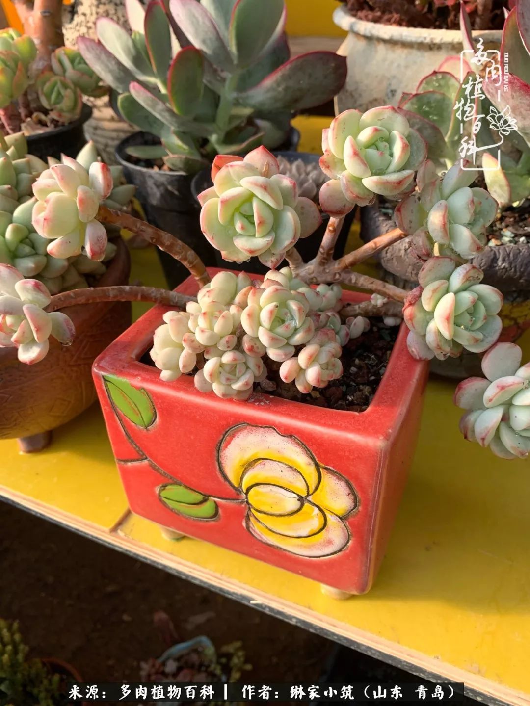 多肉冬季搬进屋里前需要浇水么,多肉过冬