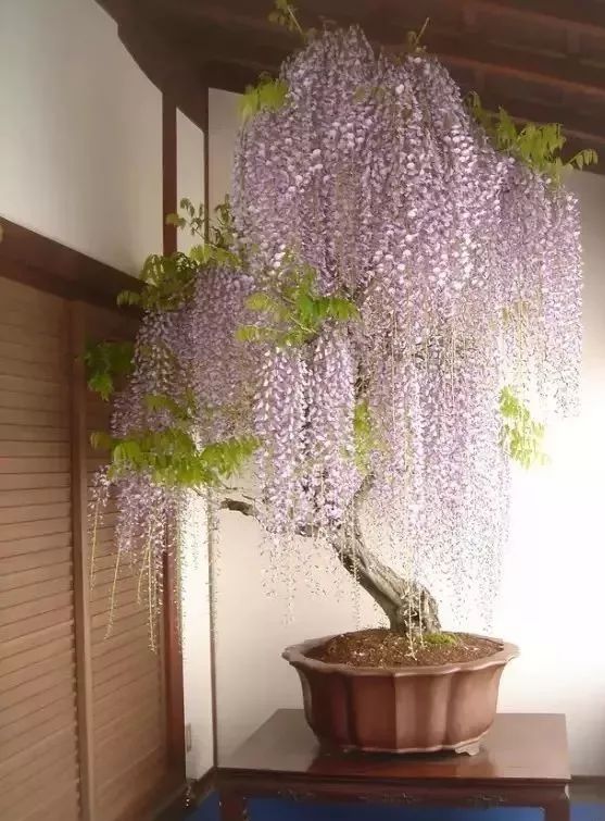 庭院花园植物风水知识,花园种植风水植物