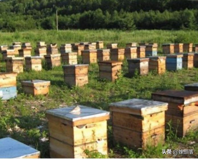 最便宜的蜂箱多少钱一个,蜂箱价格40元是真的吗