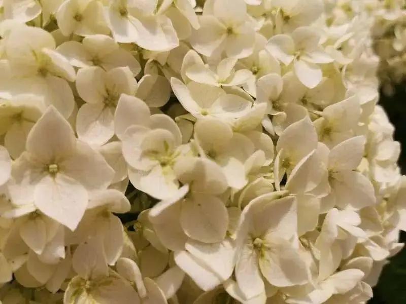 昆明春天赏花航拍,昆明添一赏花打卡点