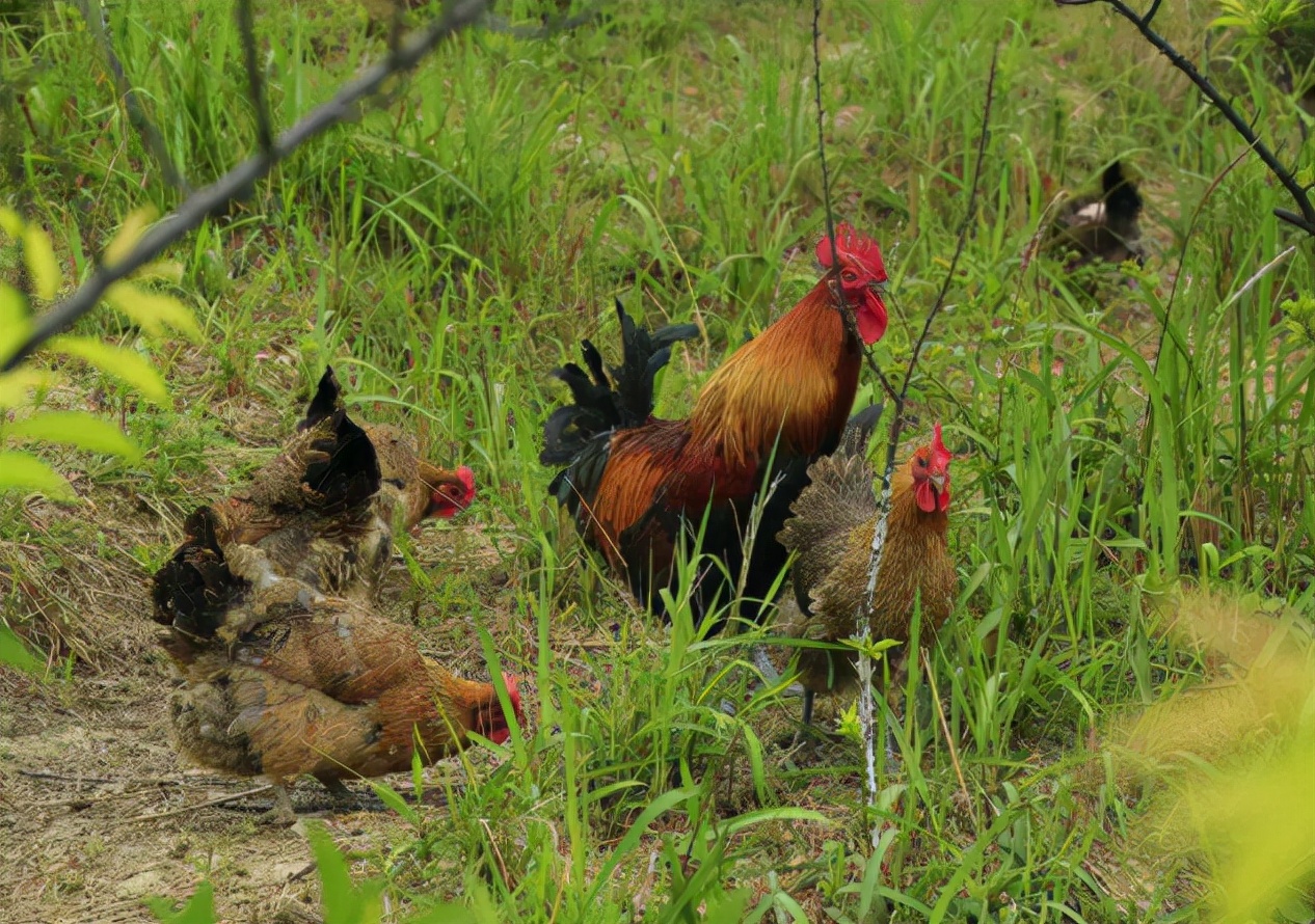 加盟养鸡利润是多少一年,加盟农村养鸡赚钱吗