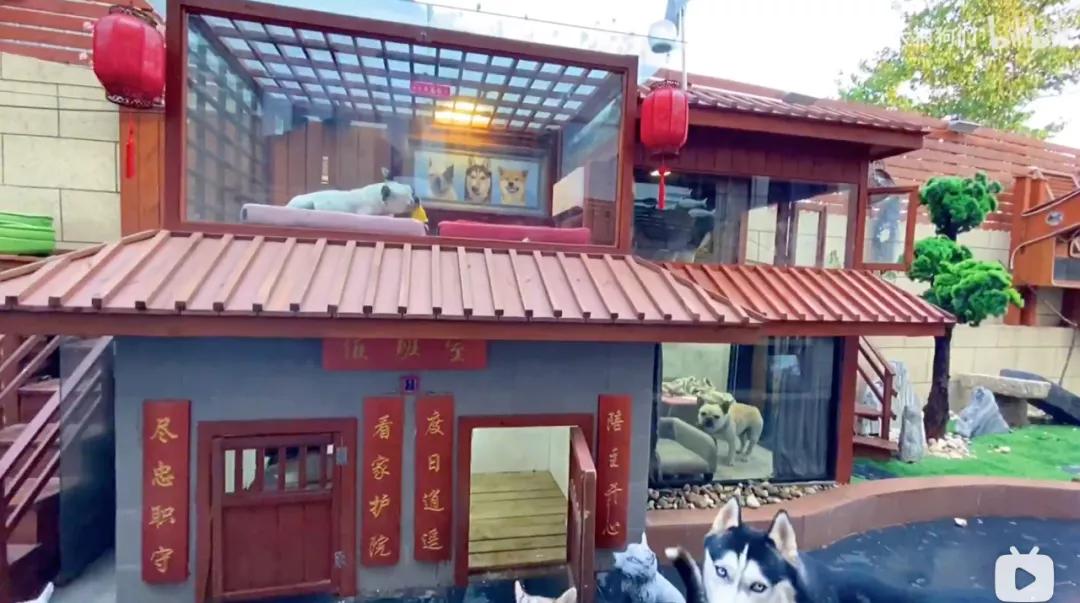 花三年建宠物乐园,花20万给狗打造乐园