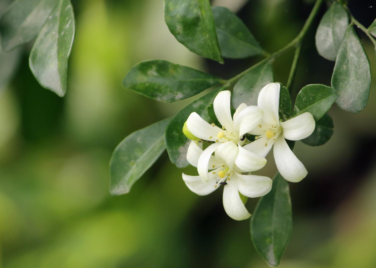 好养又好看的九里香，了解养护，叶色浓绿花香满屋，比绿萝更好养