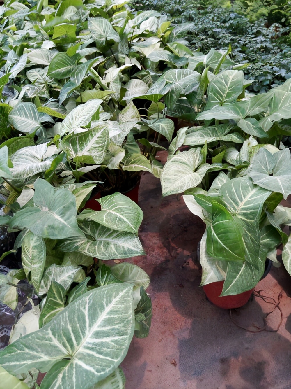 合果芋的养殖方法和注意事项,合果芋繁殖技巧后期怎么管理