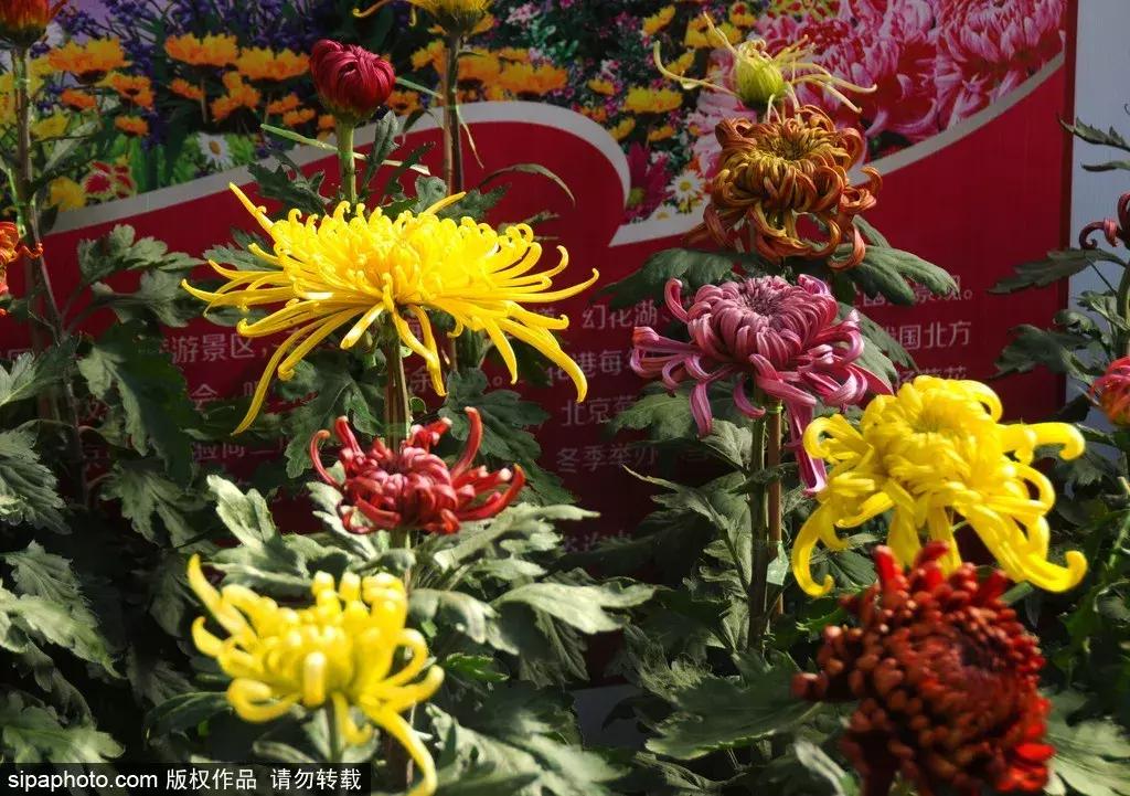 最美的菊花品种大全及价格,世界上最美的八十种菊花大全