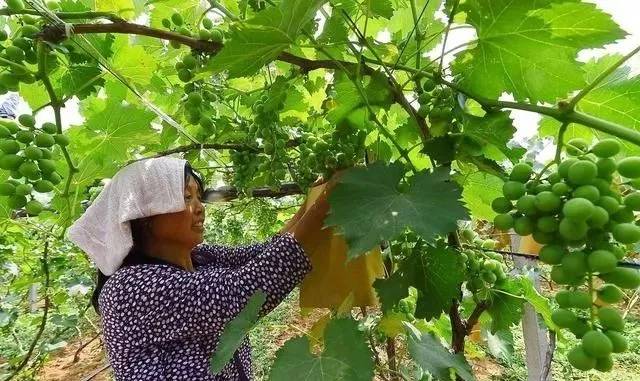 葡萄着色难如何解决,葡萄绿头上色慢该怎么办