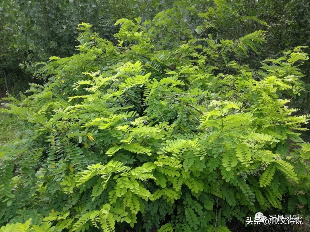 山东冠县精品苗木基地,冠县种植基地