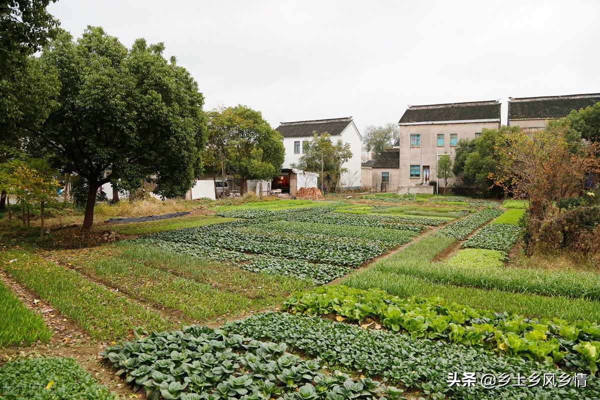 种蔬菜有虫子打什么药好,蔬菜不用农药治虫害小妙招