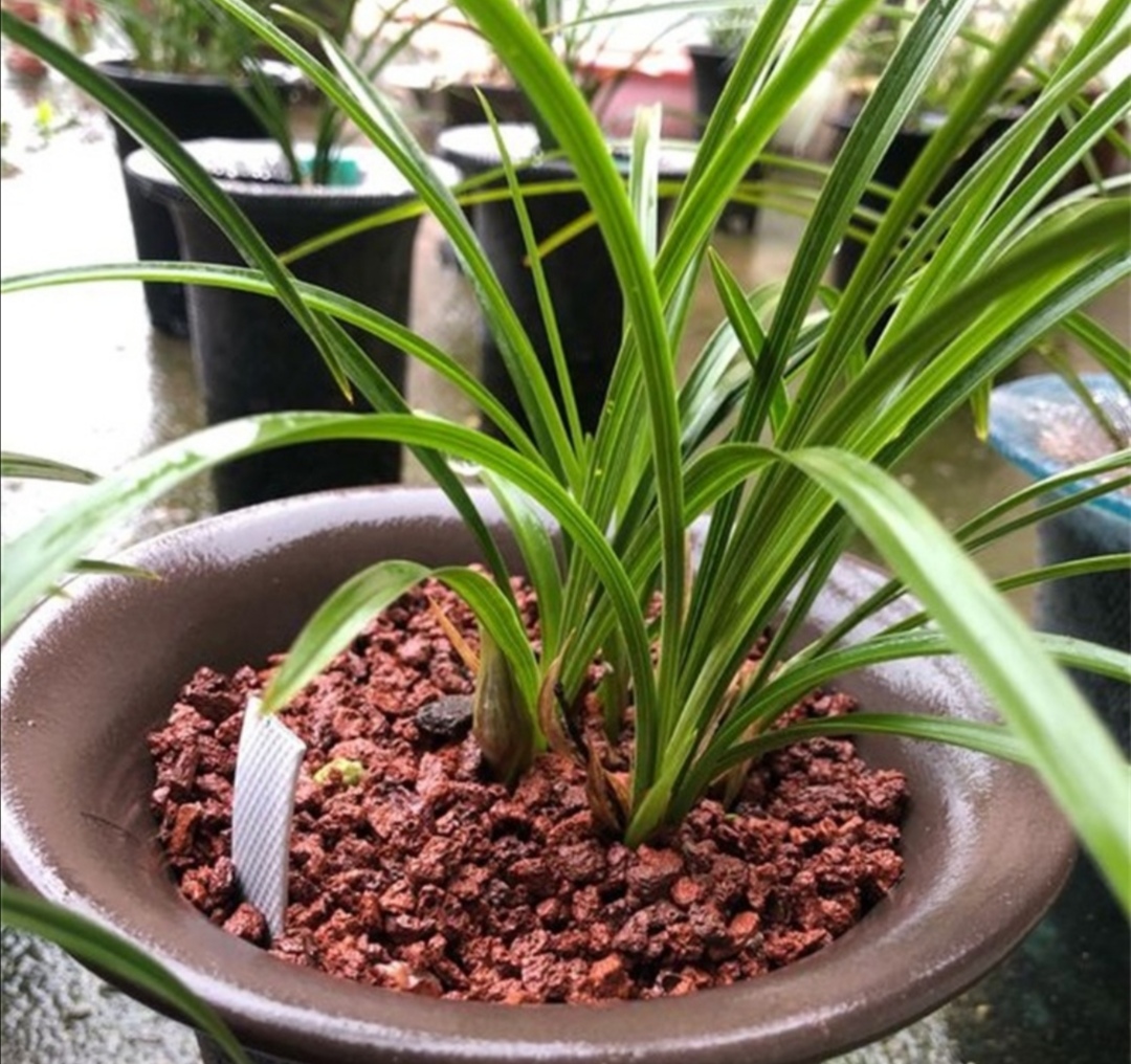 新手养兰花最好的方法,详解兰花的养护小技巧