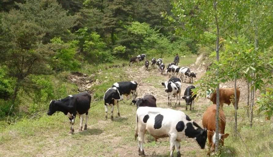 在农村想创业不知道从哪儿入手,下乡创业的商机