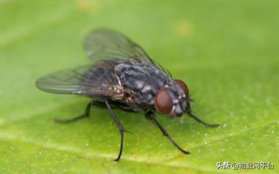 宿舍灭苍蝇比较有效,灭苍蝇最有效方法