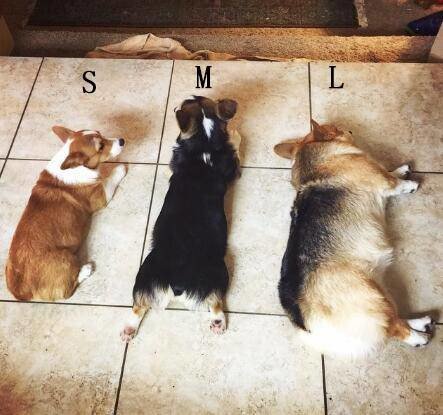 狗狗抖是故意的吗,辟谣狗狗每年不需要打预防针