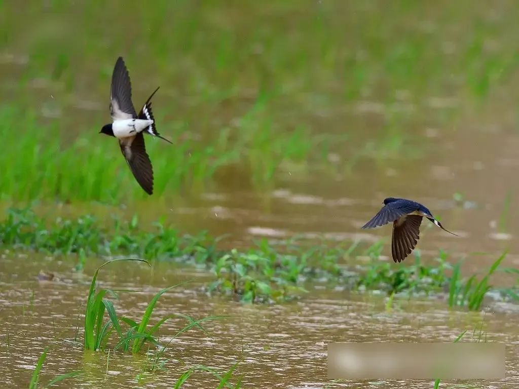 仲春初四日春色正中分古诗,今日春分昼夜平分春意融融