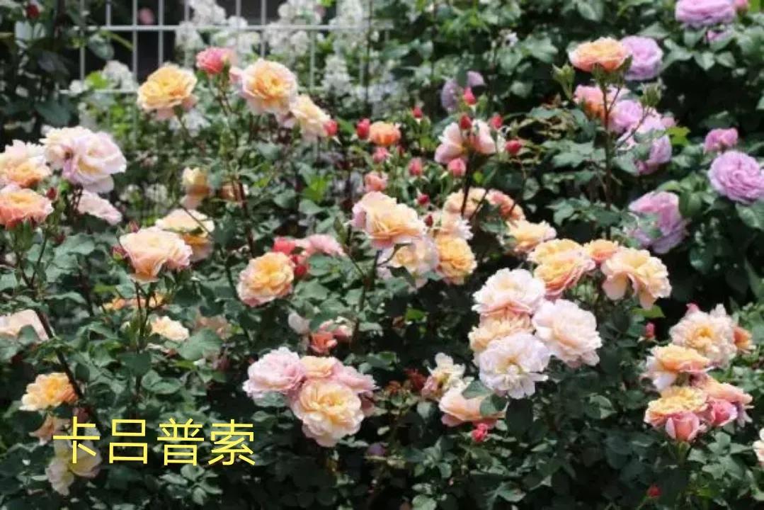 木村卓功推荐的月季,木村卓功月季