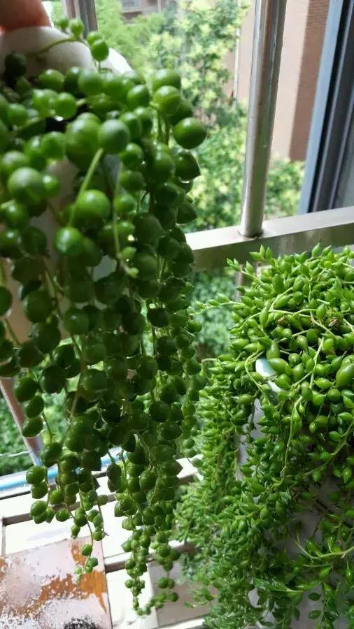 吊兰多肉养护技巧和方法,多肉吊兰哪个品种观赏性好