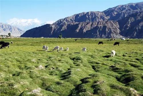 乌鲁木齐最有风情的餐厅,乌鲁木齐新开的特色餐厅高端餐