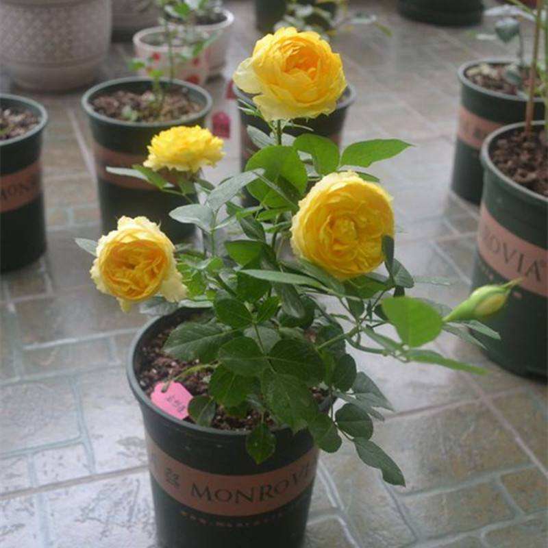 果汁阳台属于黄颜色的花吗,开花爆盆的果汁阳台