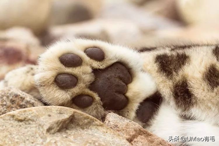 这套喵肉球vs口红色号匹配大全送你了！拿走不谢！