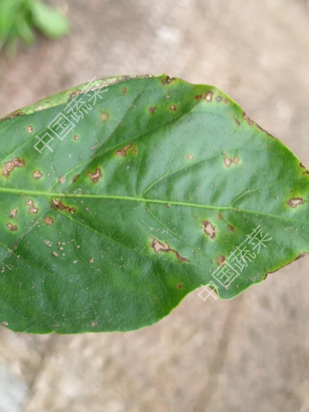 叶片疮痂病,辣椒叶片病害图片与防治措施