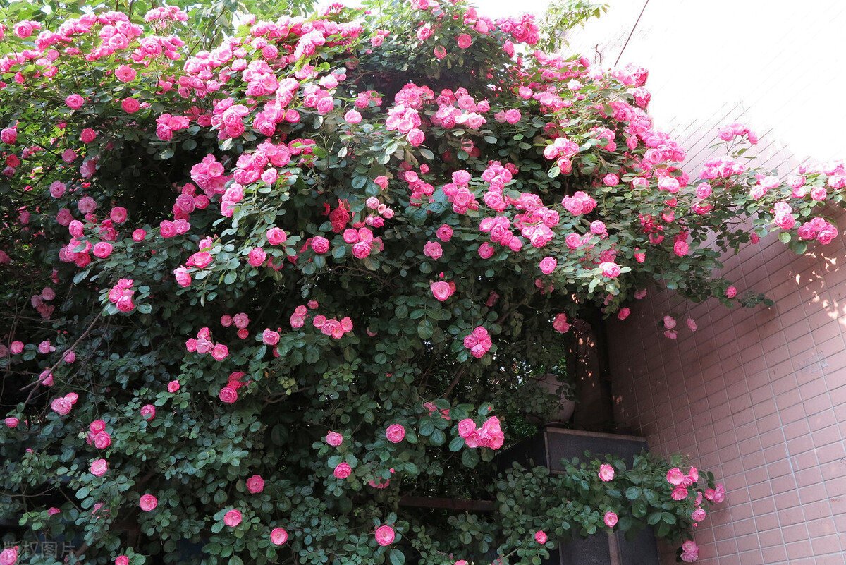 伊芙伯爵藤本月季的优缺点,艾拉绒球藤本月季优缺点