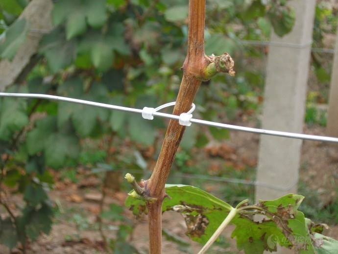 葡萄新梢叶柄发红怎么了,叶柄红色的葡萄