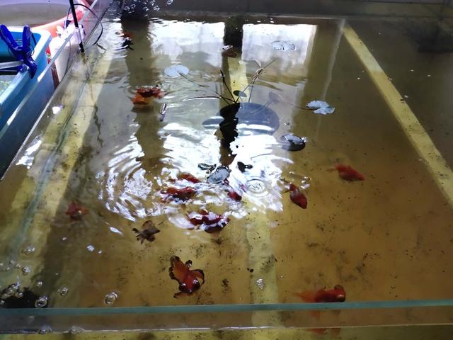 从小培养养鱼兴趣,养鱼用硝化细菌的作用及用量