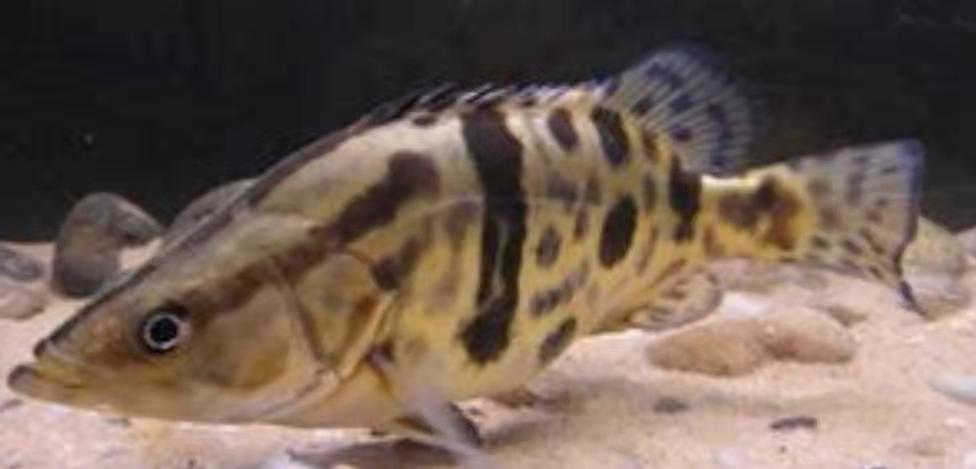 什么样的虎鱼很珍贵,中国虎鱼叫什么