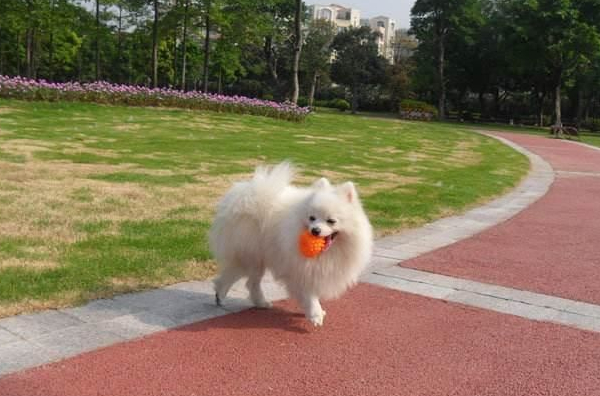 狗狗新到一个环境走丢了,狗狗走丢该怎么寻找它