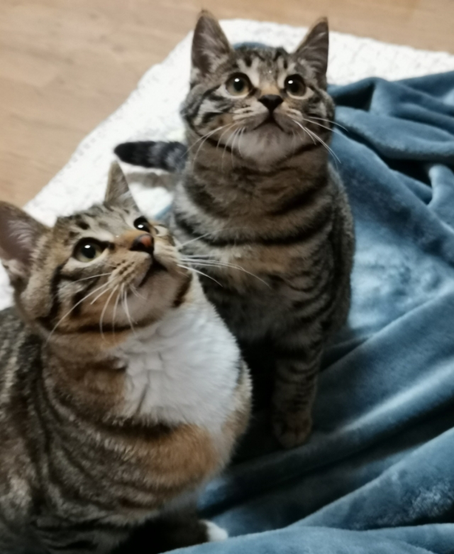 母猫发情一些悲惨经验