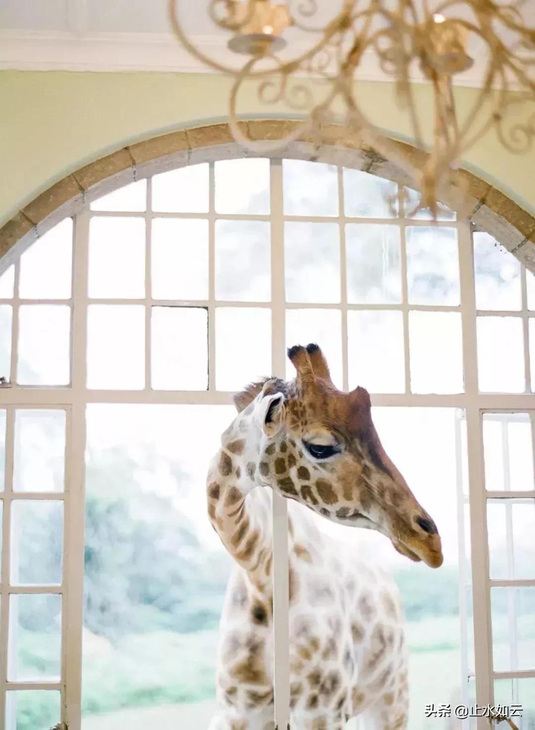 吃长颈鹿治艾滋病?为保护谣言下的生命他们建了家世界唯一的酒店