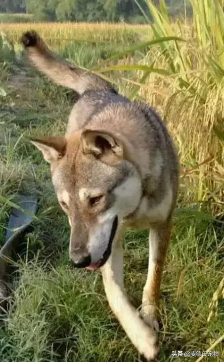 这样的中华田园犬难道你不爱吗,怎么样的才能称得上中华田园犬