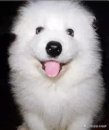 萨摩耶属于第几傻,二哈和萨摩耶哪个傻