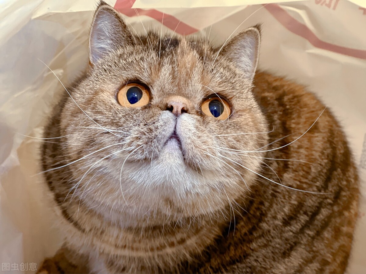 为什么现在猫咪价格那么低,各种猫咪价位