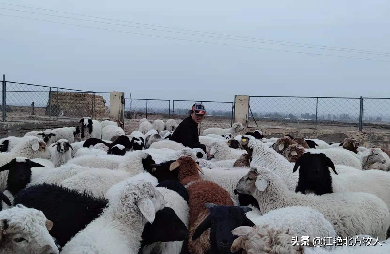 靠养殖到底能不能致富?江艳实话实说,再听听她的致富经