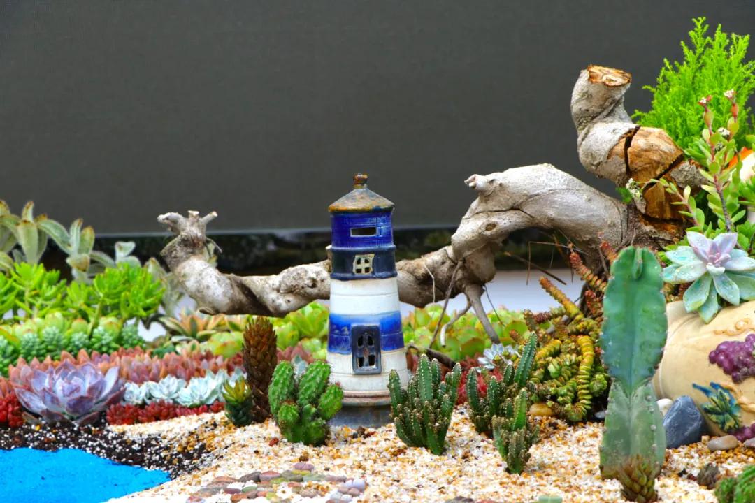 这个年销量上亿株多肉的县城，举办了首届多肉电商节