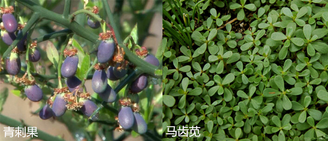 为什么一出门就脸红,夏天一出门就脸红怎么办