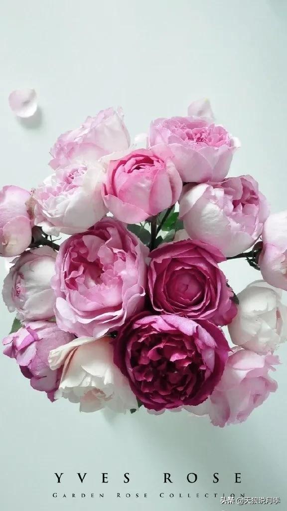 月季控对美的极致追求，尽在伊芙系列