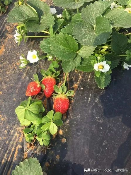 柳州草莓采摘园附近最近地方,柳州附近摘草莓好玩的地方