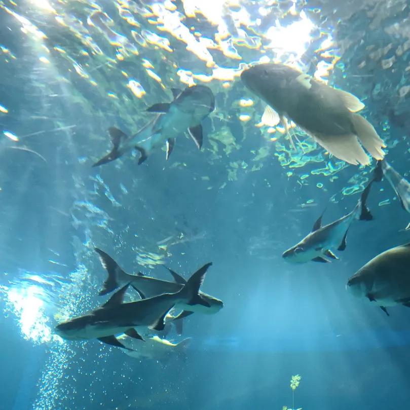 抚顺海洋极地馆亲子攻略,抚顺皇家极地海洋世界亲子游