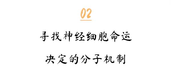 付向东神经元,付向东神经再生