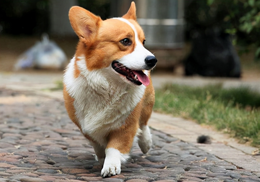 养宠日记狗狗尿尿是血是怎么回事,养狗狗心得