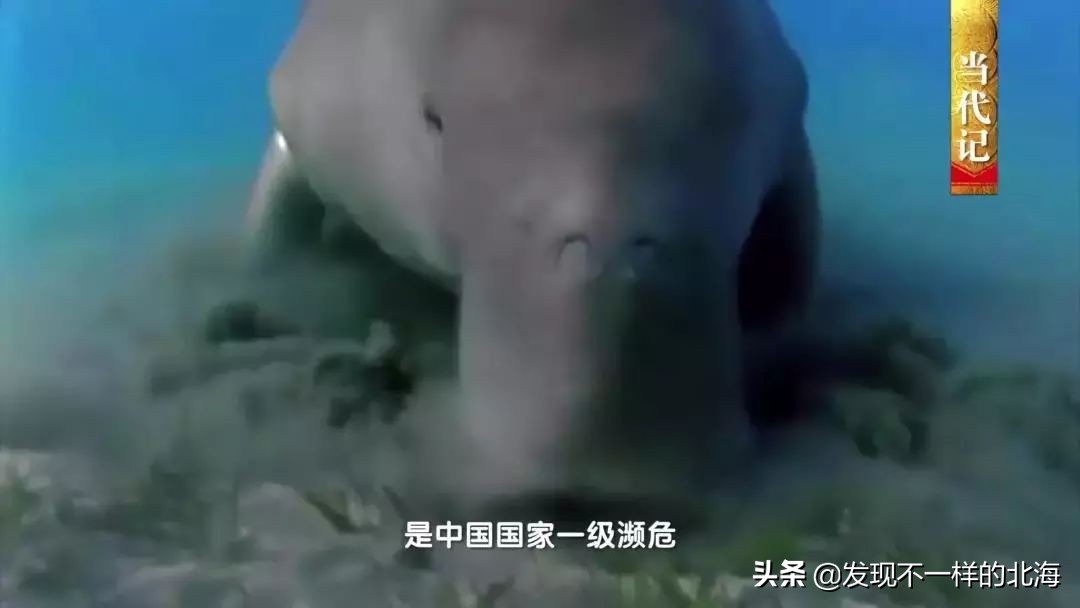 广西合浦是怎么样的？央视是这样全方位介绍这美丽的珠乡的