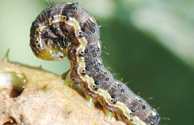 山药地下害虫的特效药,山药防地下害虫