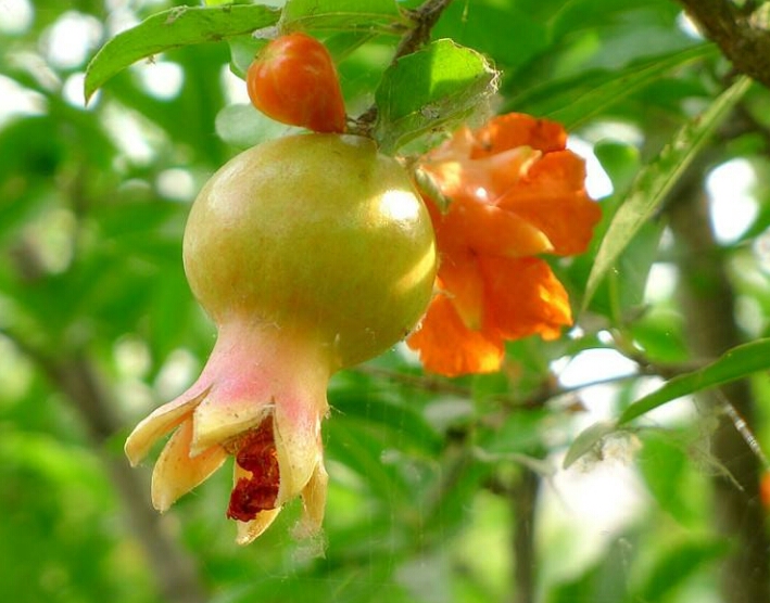 盆栽石榴树什么品种是甜的,石榴树带果实能用水培繁殖