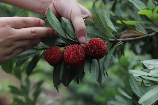 洗杨梅洗出虫子,洗杨梅用碱可以么