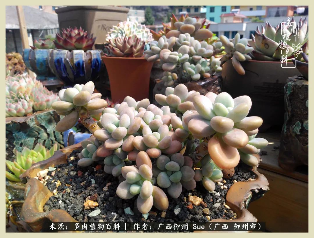 艳阳高照凉爽贵州，我要勤快地捕捉美好！（二）