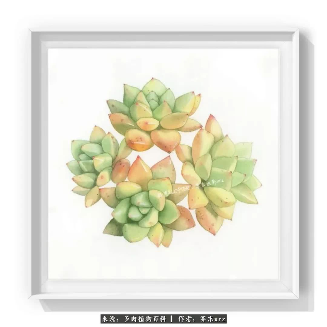 那个爱画多肉的小姑娘带着她的心头肉又来啦!